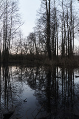 Autumn swamp. Gloomy day. Forest bog. Fallen dead trees.