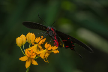 Exotischer Schmetterling saugt Nektar an einer Blüte