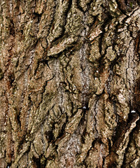 The bark of the tree. Macro texture.