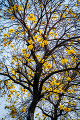 Full of flowers tree is always amazing.