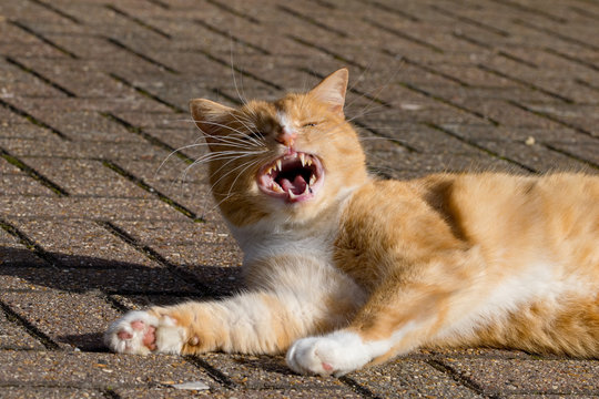 Domestic ginger cat resting on tiles in the sunshine at the end of a yawn but looking as if laughing