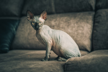 Gato egipcio, esfinge o Sphynx. tipos de gatos, gato gracioso, clase de gato, razas más lindas de gatos