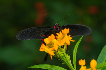 Exotischer Schmetterling saugt Nektar an einer Blüte