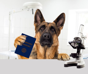 dog and veterinary passport