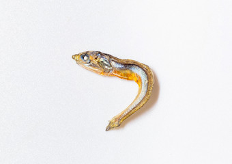 Close up of Japanese dried infant sardine used as seasoning in Japanese foods and cooking. Japanese healthy snack food. Niboshi or Iriko fish close up.
