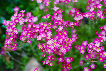 purple flowers of saxifrage.