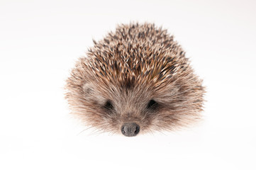 Hedgehog on white background