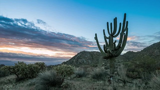 Arizona Saguaro cactus sunrise time lapse near Mcdowell mountains in Scottsdale.  