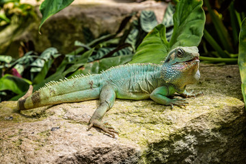 Close up of Chinese Water Dragon