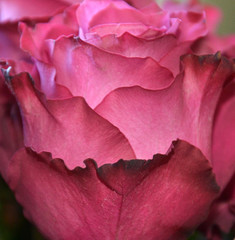pink rose macro