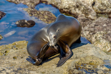 Cute Sea Lion - A cute young sea lion resting and self-grooming on a seaside rocky area at La Jolla Cove, San Diego, California, USA.