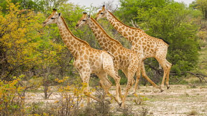 Running Giraffes 