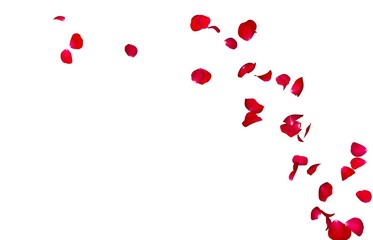 Red rose petals fly in a circle. The center free space for Your photos or text