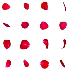 A set of red rose petals in different angles