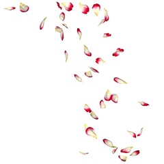 Red rose petals fly in a circle. The center free space for Your photos or text