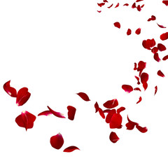 Fototapeta premium W oddali latają płatki ciemnoczerwonej róży