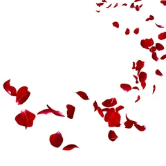 Afwasbaar Fotobehang Rozen The petals of a dark red rose fly far into the distance