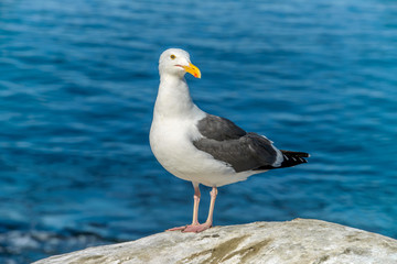 Seagull Close-up - A close-up view of a seagull standing on a seaside rock and turning its head towards camera. 