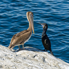 What's Up  - A brown pelican and a brandt's cormorant, with blue throat patch shown only during breeding season, having a friendly chat on a rocky seaside cliff at La Jolla Cove, San Diego, CA, USA.
