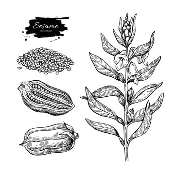 Sesame plant vector drawing. Hand drawn food ingredient. Botanic
