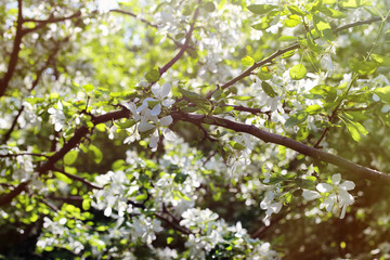 Beautiful apple tree