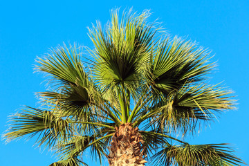 Palm tree top on blue sky background