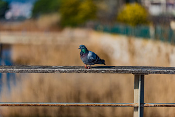 pigeon sittin on a fence