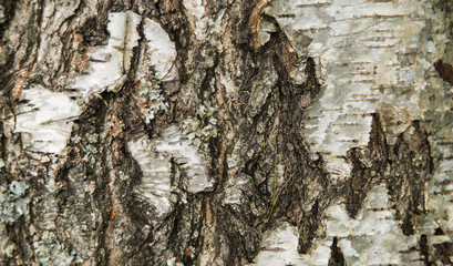 Texture,background, birch, closeup / The trunk of a birch bottom .Birch bark texture, natural background close up