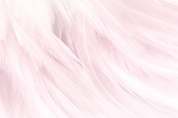 Pink feather textured background.