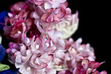 Obraz premium Blue buds and pink lilacs on a black background. Artificial flowers