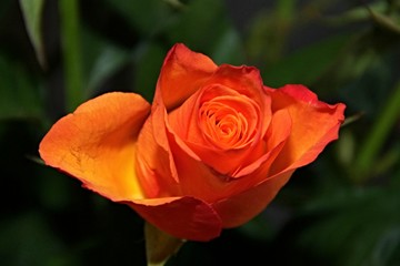 rosenblüte in orange
