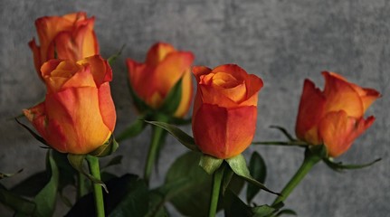 orange Rosen vor grauem Hintergrund