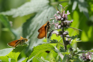 butterfly, insect, nature