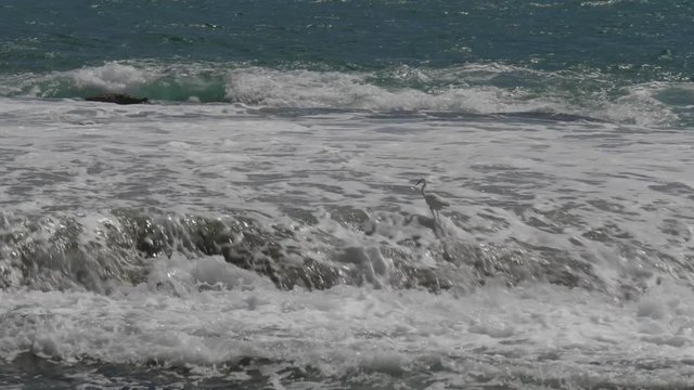 White erget walks along the breakwater among sea foam and waves