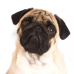 The pug dog sits and looks directly into the camera. Sad big eyes.