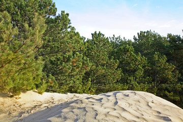 Landscape near Ustka. Poland