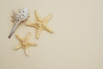 Fototapeta na wymiar Shell and starsfish over Ivory Neutral Background. copy space for Text. Isolated Fishstar.