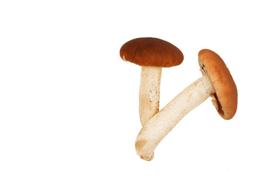 Pioppino Mushrooms(agrocybe aegerita) isolated on a white background 