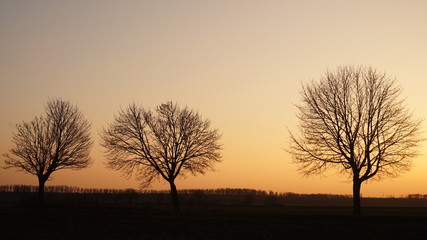 Drei kahle Bäume vor Sonnenuntergang im Winter