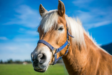 Fototapeta premium Brown Horse Portrait