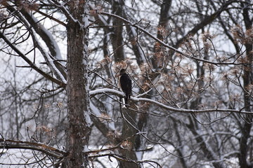 Fototapeta premium Hawk on a winter day