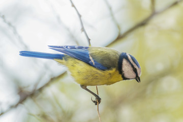 Fototapeta premium Blaumeise klettert im Frühling einen kleinen Zweig hinunter