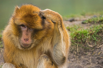 Barbary macaque scratching its head.