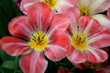 Fototapeta na wymiar Тюльпаны チューリップ tulips