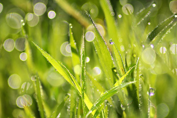 green grass in drops of dew