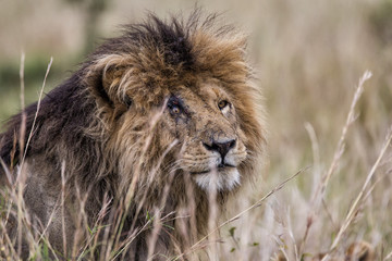 Fototapeta premium Portrait of the dominant lion male Scarface in the Masai Mara National Park in Kenya