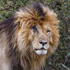 Portrait of the dominant lion male Scarface in the Masai Mara National Park in Kenya