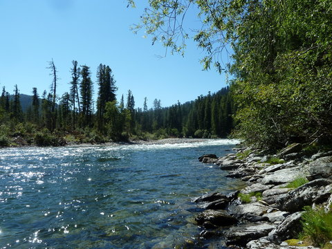 river rapids on a mountain river in the mountains in the forest on a Sunny summer day, Khakassia, Russia