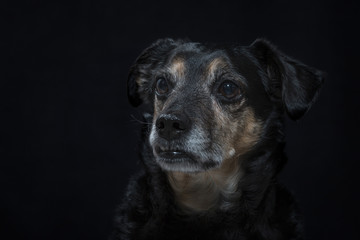 Portrait eines Mischlingshundes