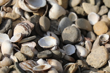 Muscheln am Ufer